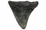 Partial Fossil Megalodon Tooth - South Carolina #374263-1